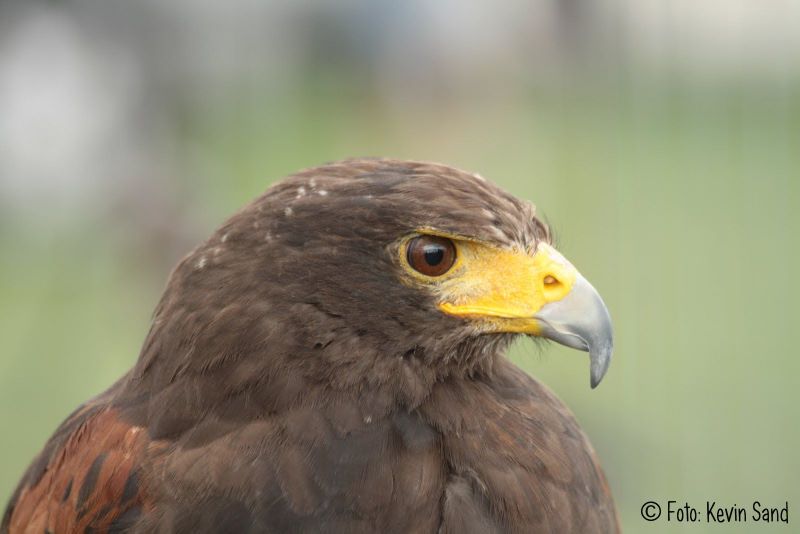 roofvogelshow agri fair