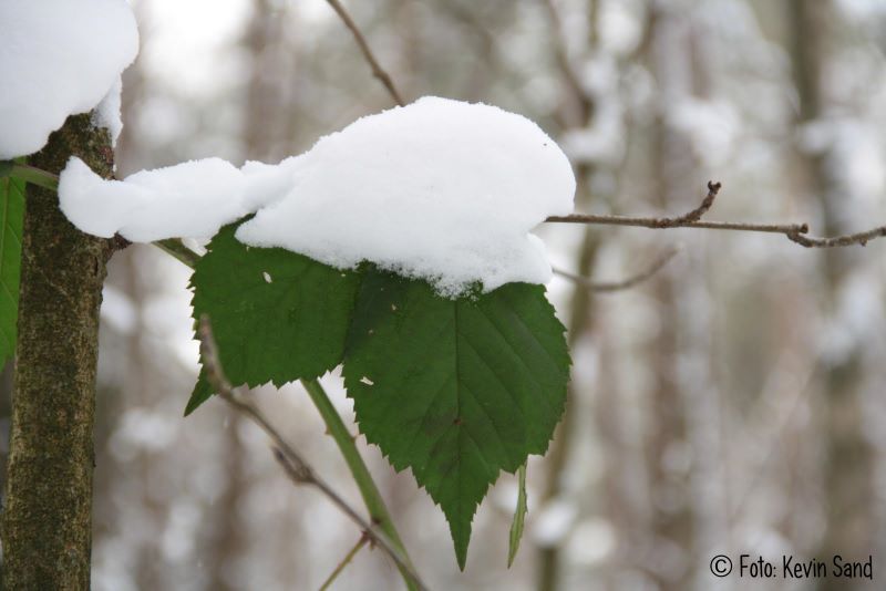 natuurfoto