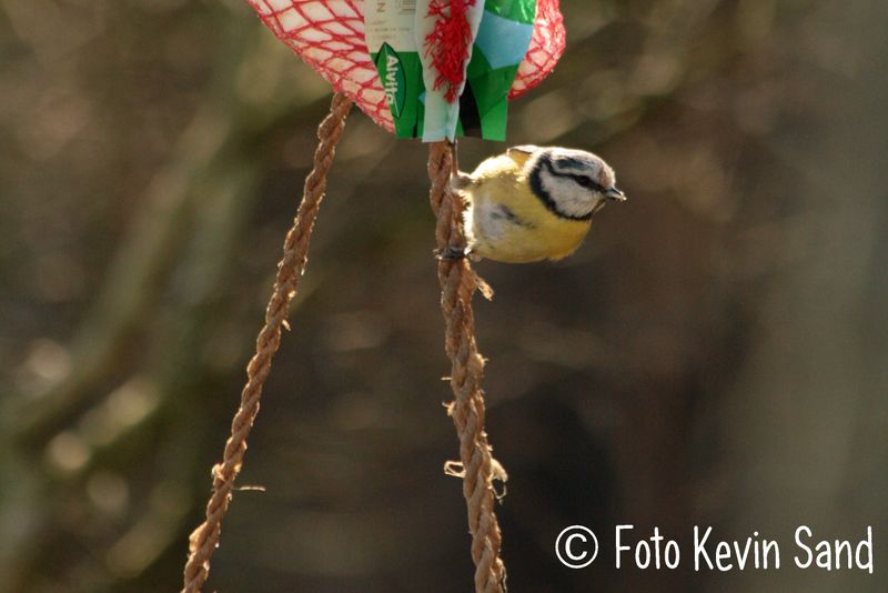 natuurfoto vogel