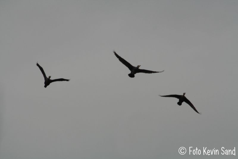 vogels in lucht