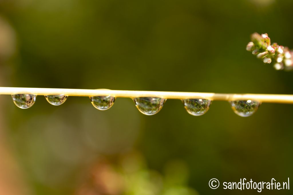 Takje met waterdruppels Sand Fotografie