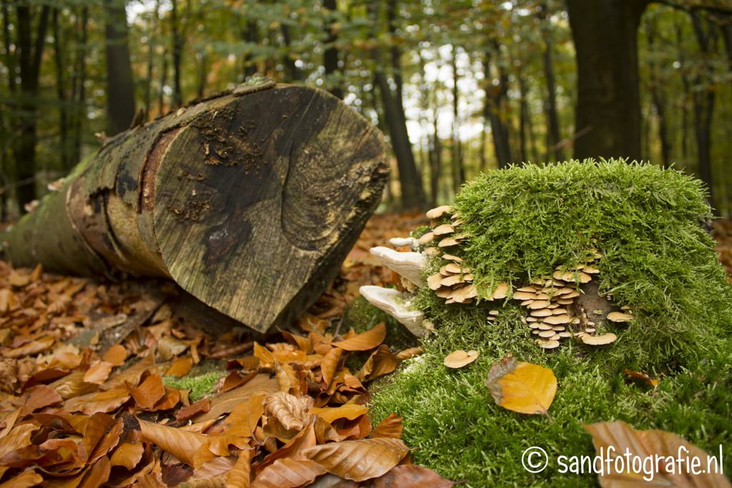 Herfst op de Sallandse Heuvelrug 2013 Sand fotografie