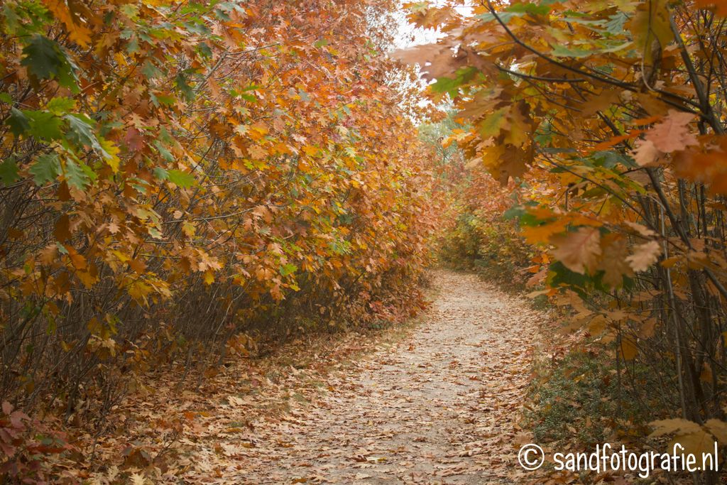 Herfst op de Sallandse Heuvelrug 2013 Sand fotografie