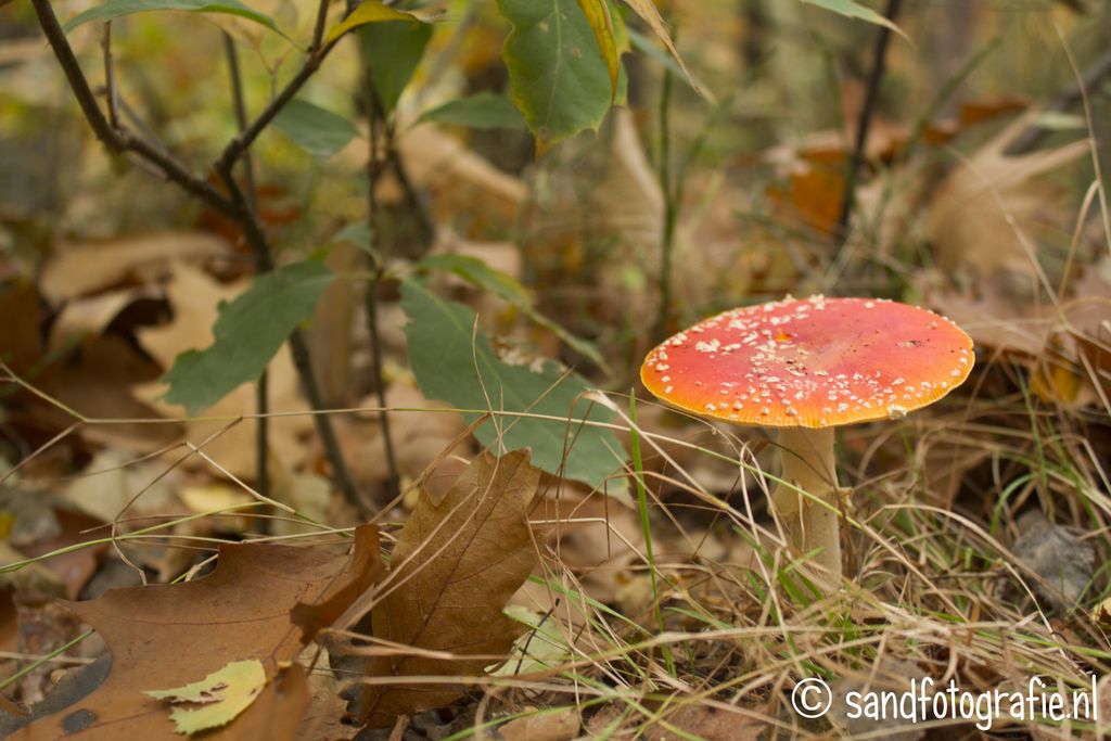 Herfst op de Sallandse Heuvelrug 2013 Sand fotografie