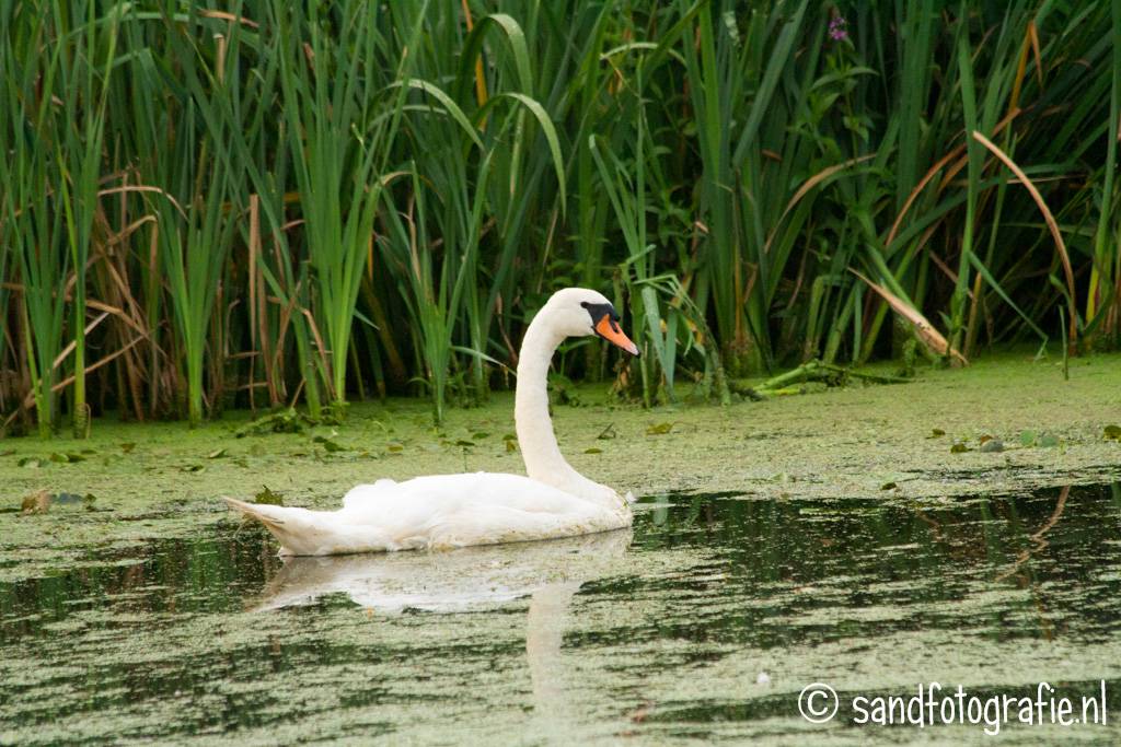 Lateraalkanaal Vriezenveen Sand fotografie