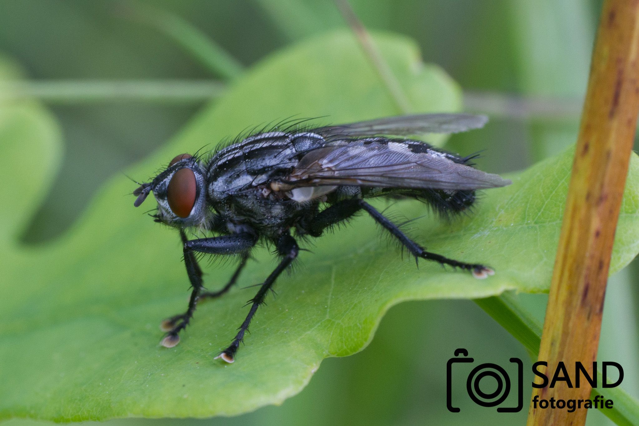 Macrofotografie Engbertsdijksvenen Vriezenveen Sand Fotografie