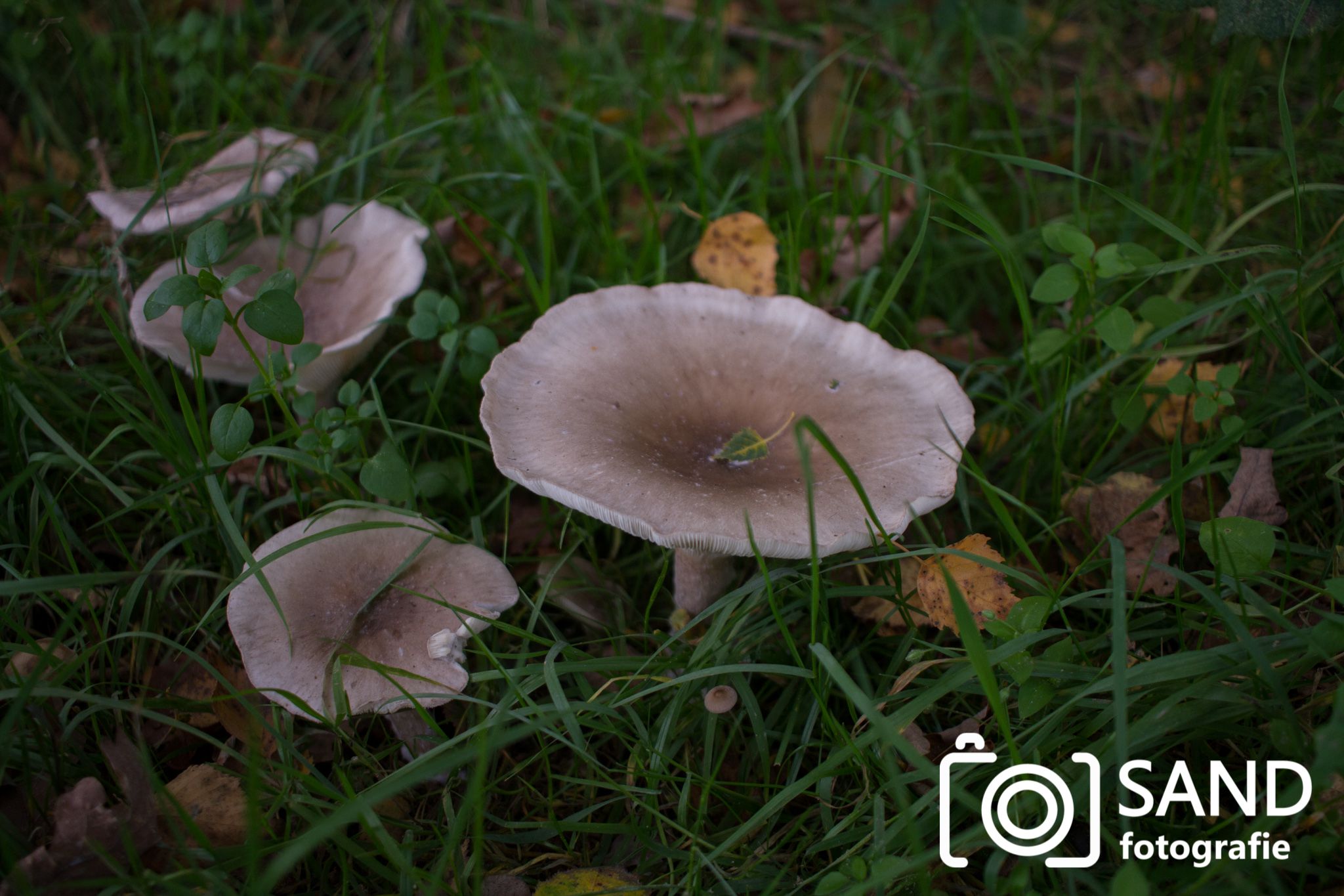 Paddestoelen in bos Vasse Sand Fotografie