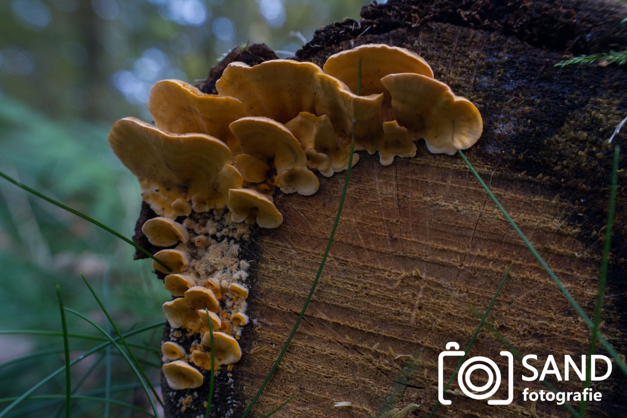 Paddestoelen in bos Vasse Sand Fotografie