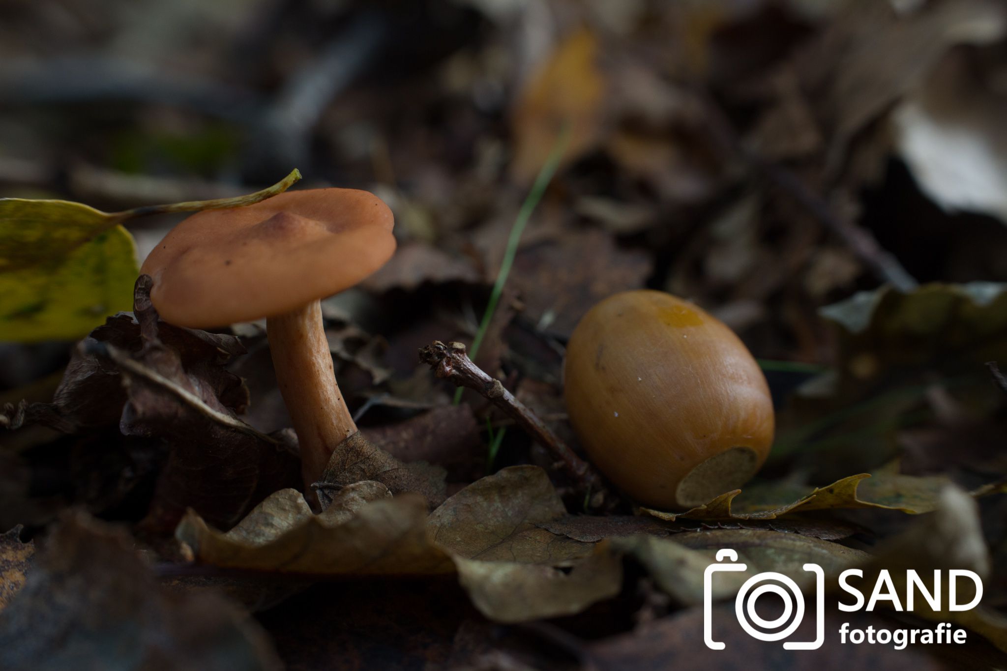 Paddestoelen in bos Vasse Sand Fotografie