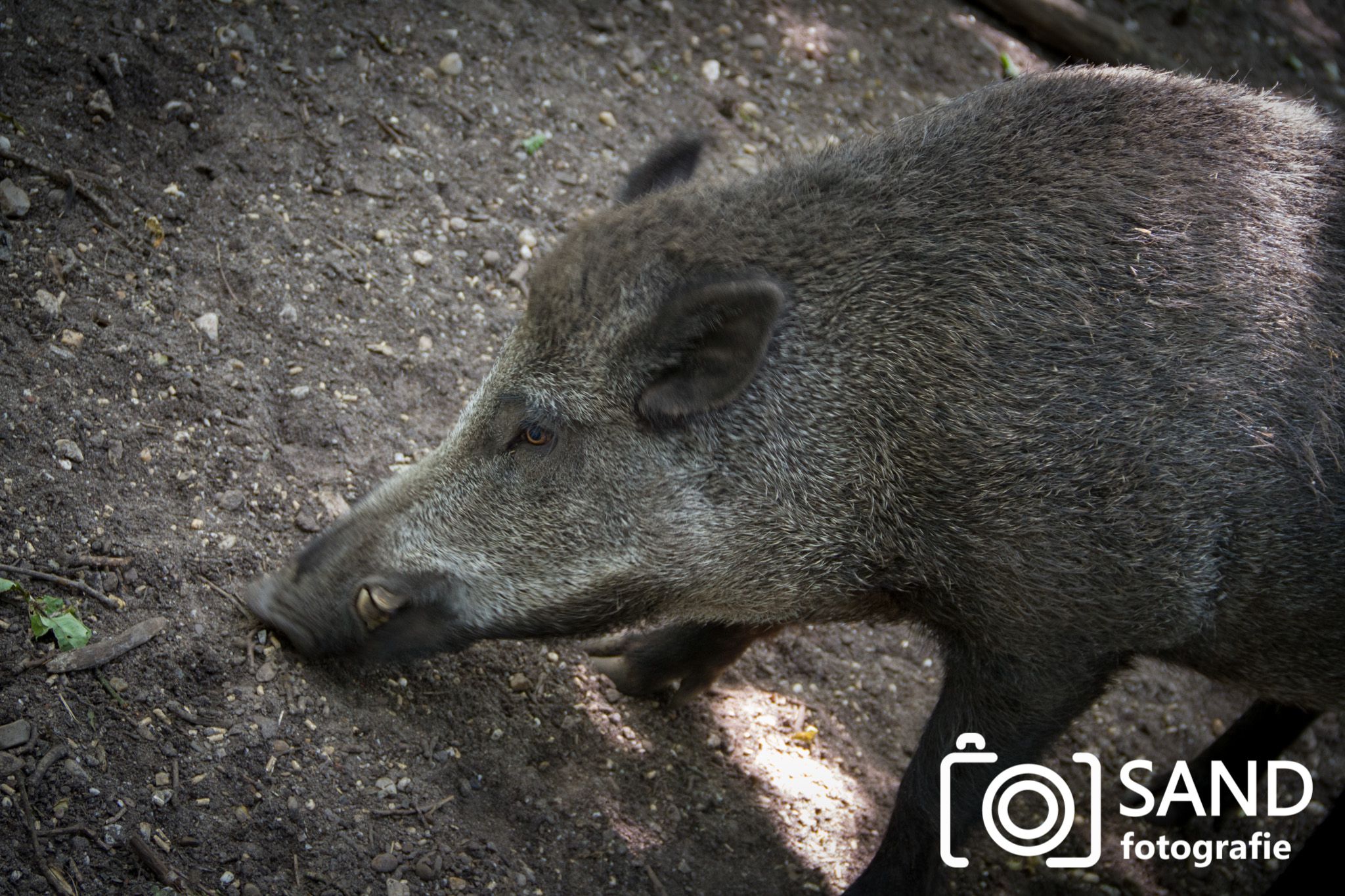 Wildpark het Aardhuis Apeldoorn Sand fotografie