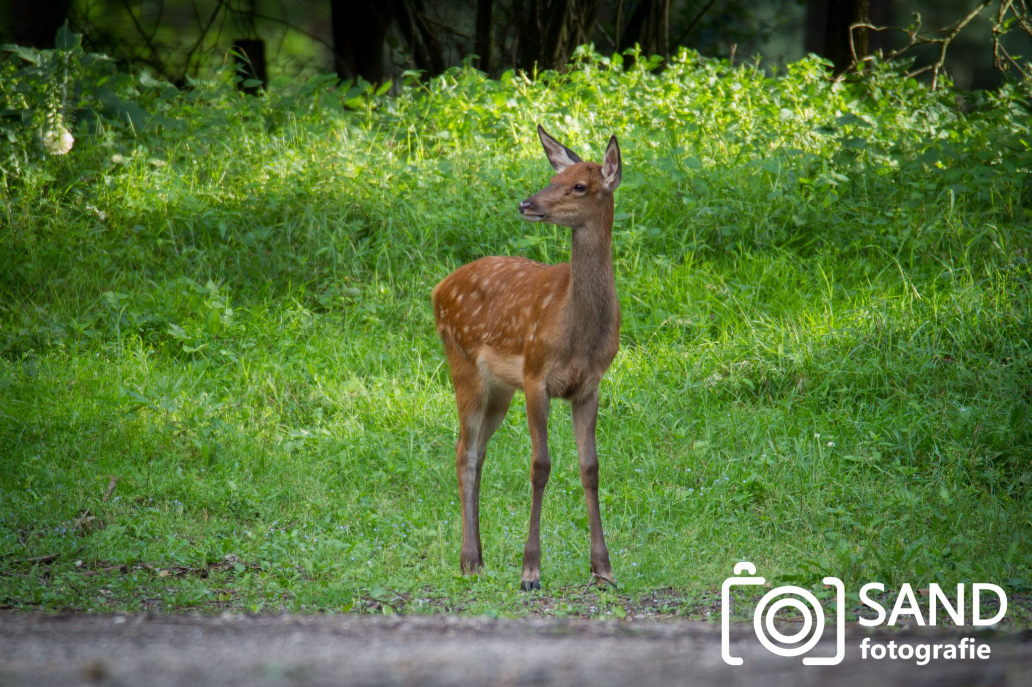 Nationaal Park De Hoge Veluwe Sand Fotografie