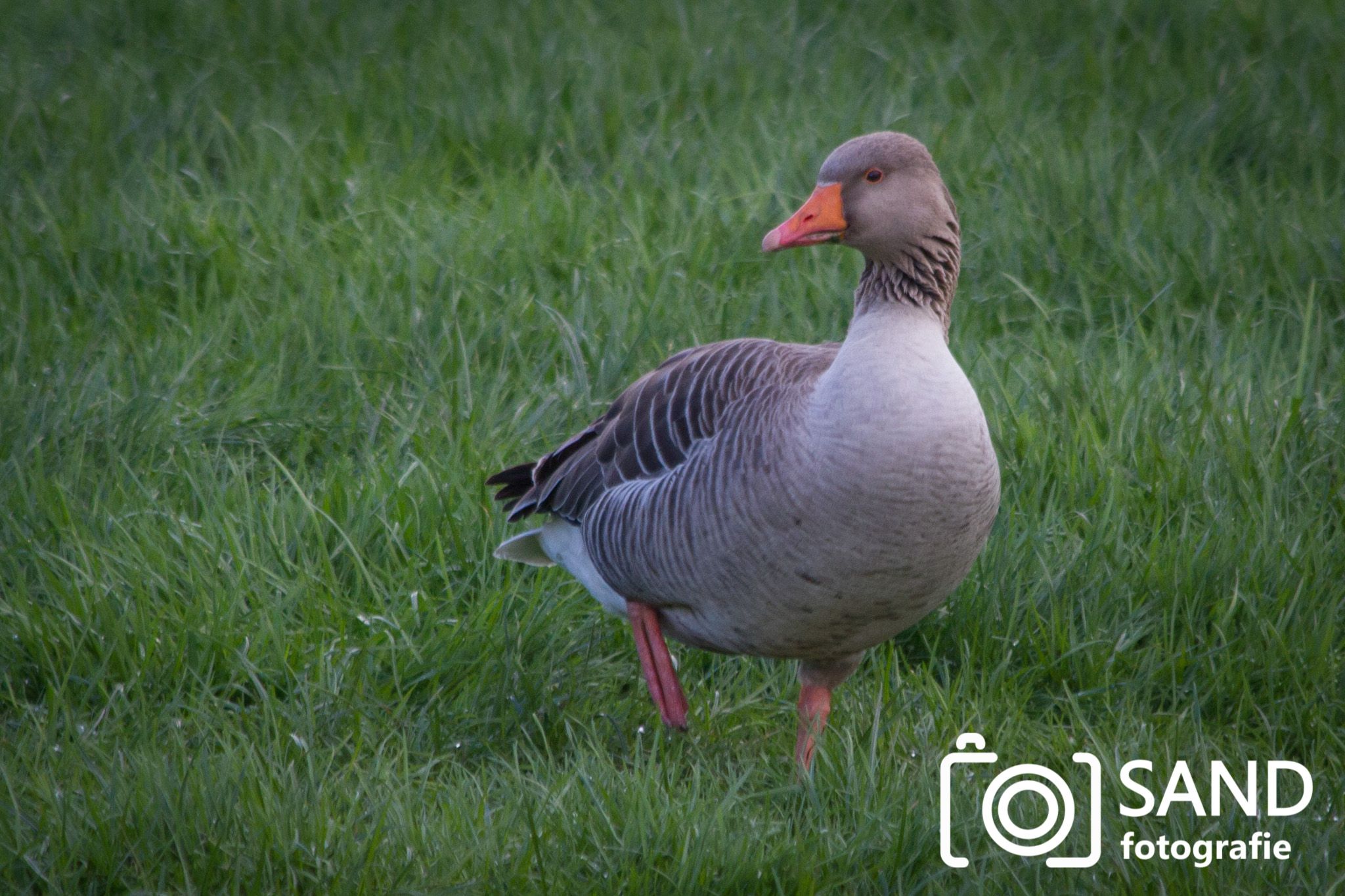 Dieren op de foto Sand Fotografie