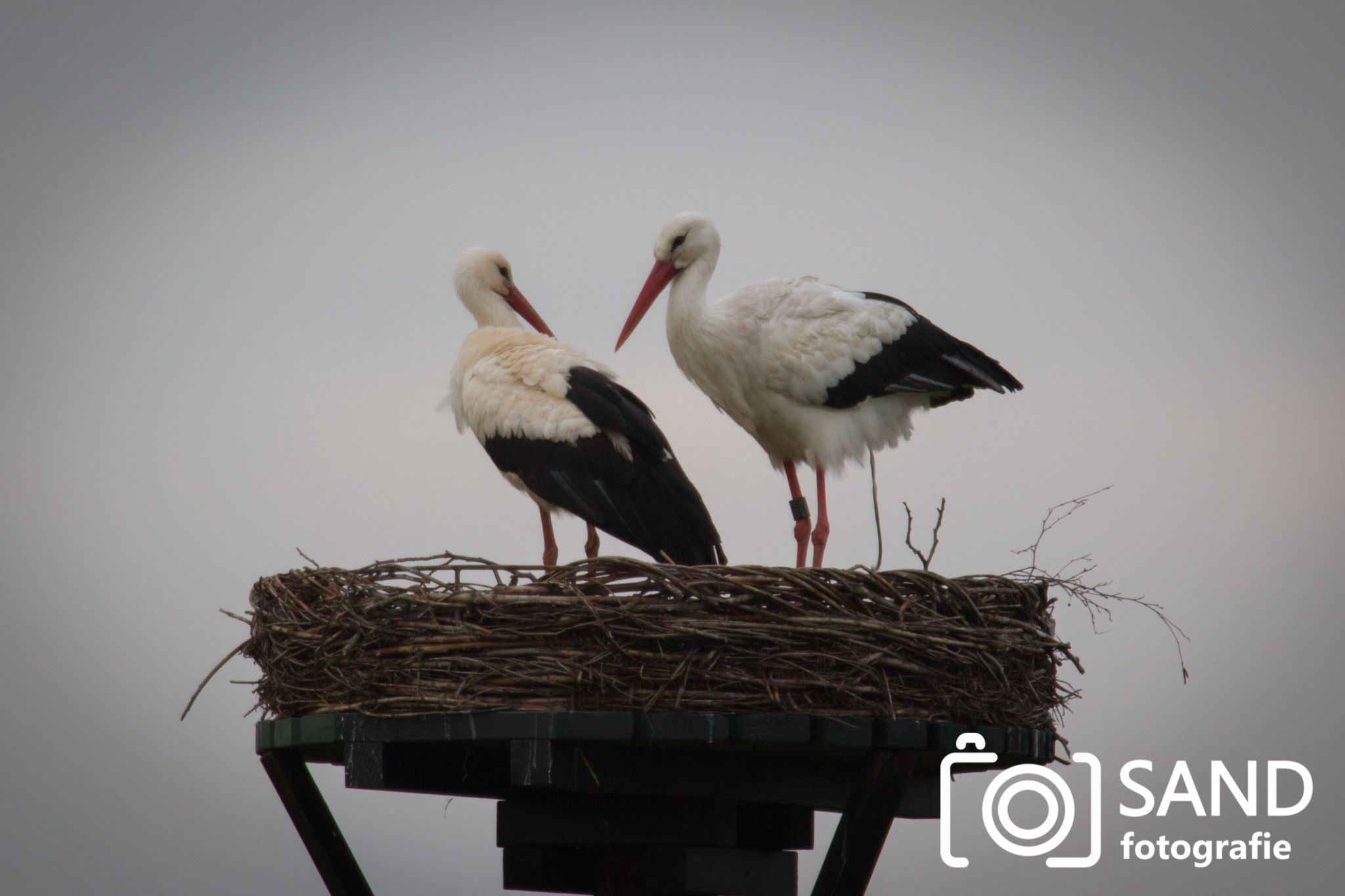Dieren op de foto Sand Fotografie