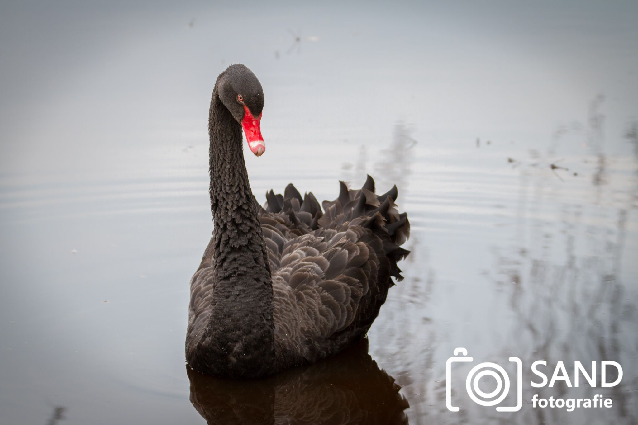 Dieren op de foto Sand Fotografie