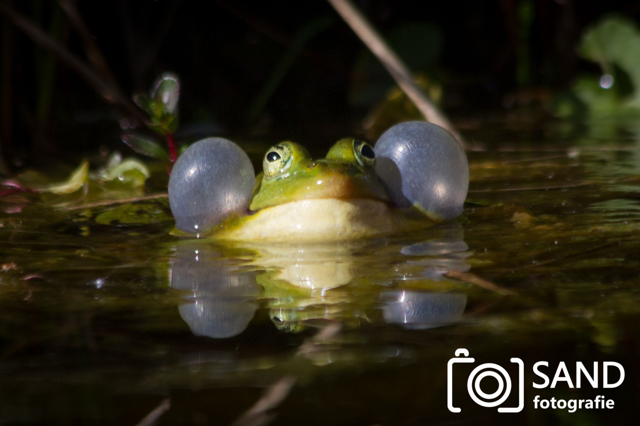 Natuur in en rond Den Ham 2016 Sand Fotografie