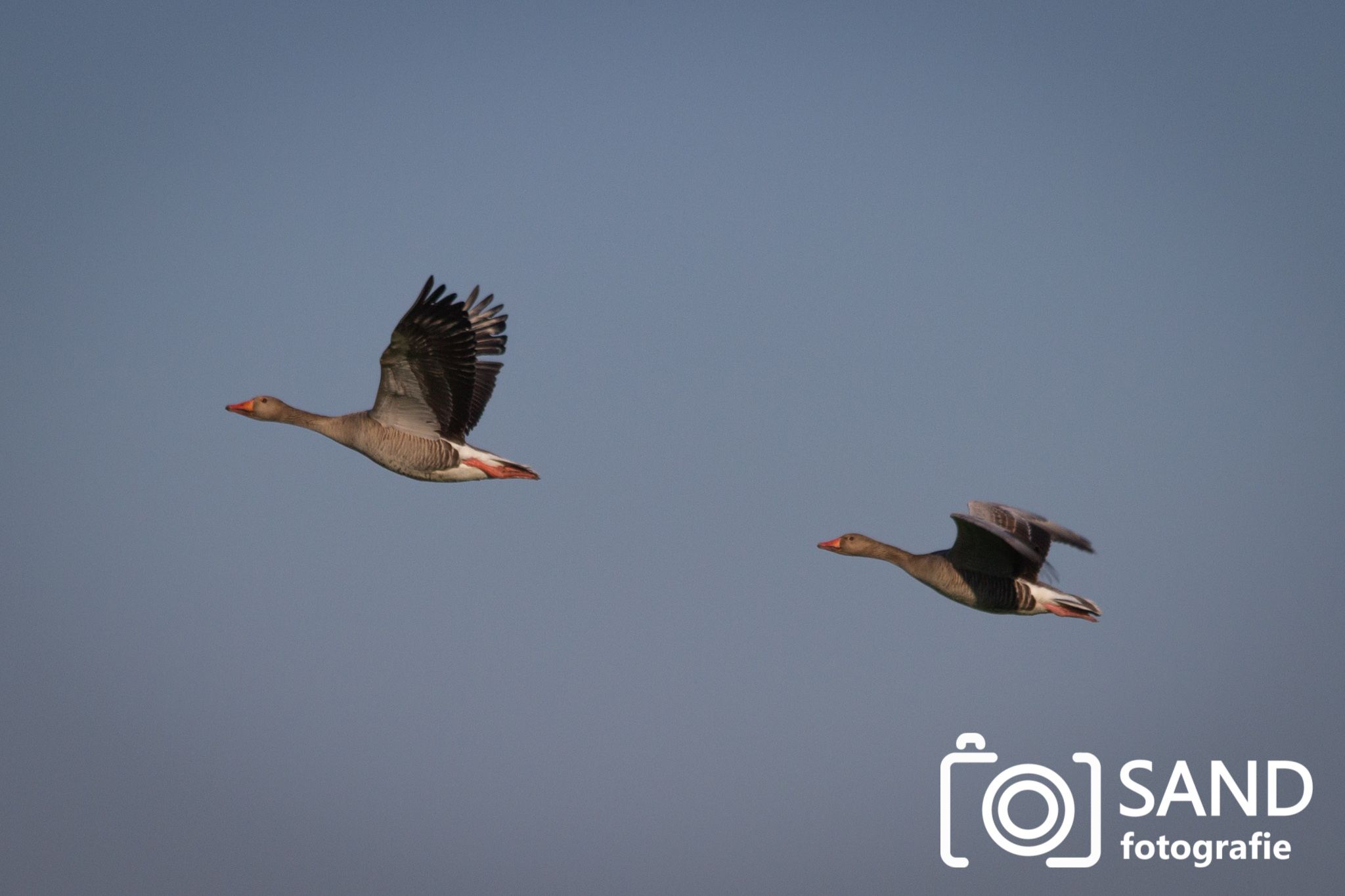 Natuur in en rond Den Ham 2016 Sand Fotografie