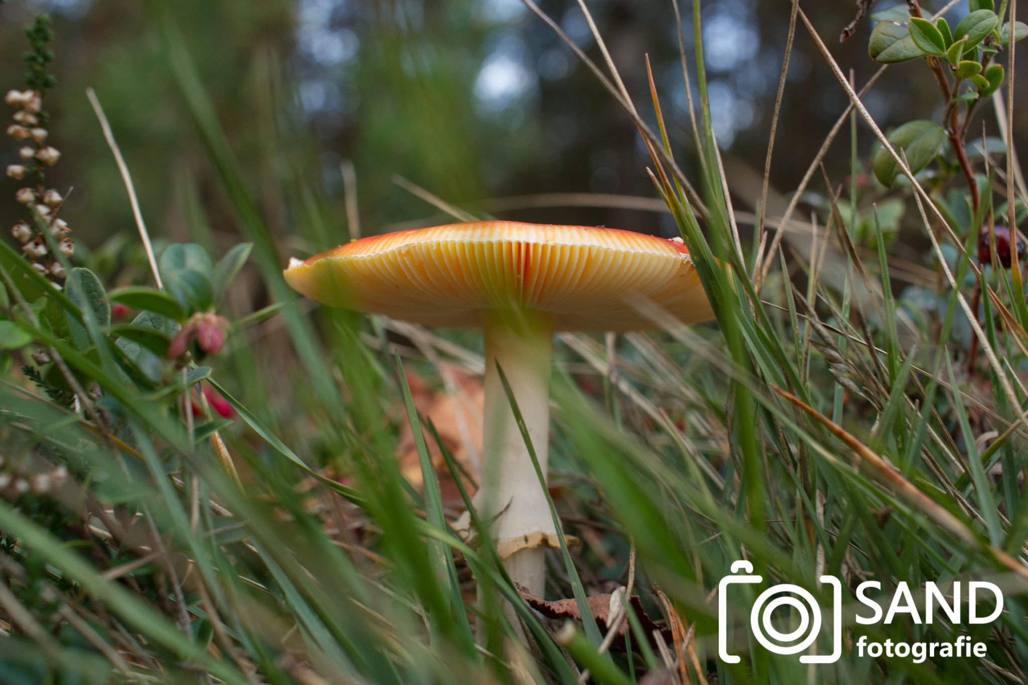 Sallandse Heuvelrug herfst 2017 Sand Fotografie