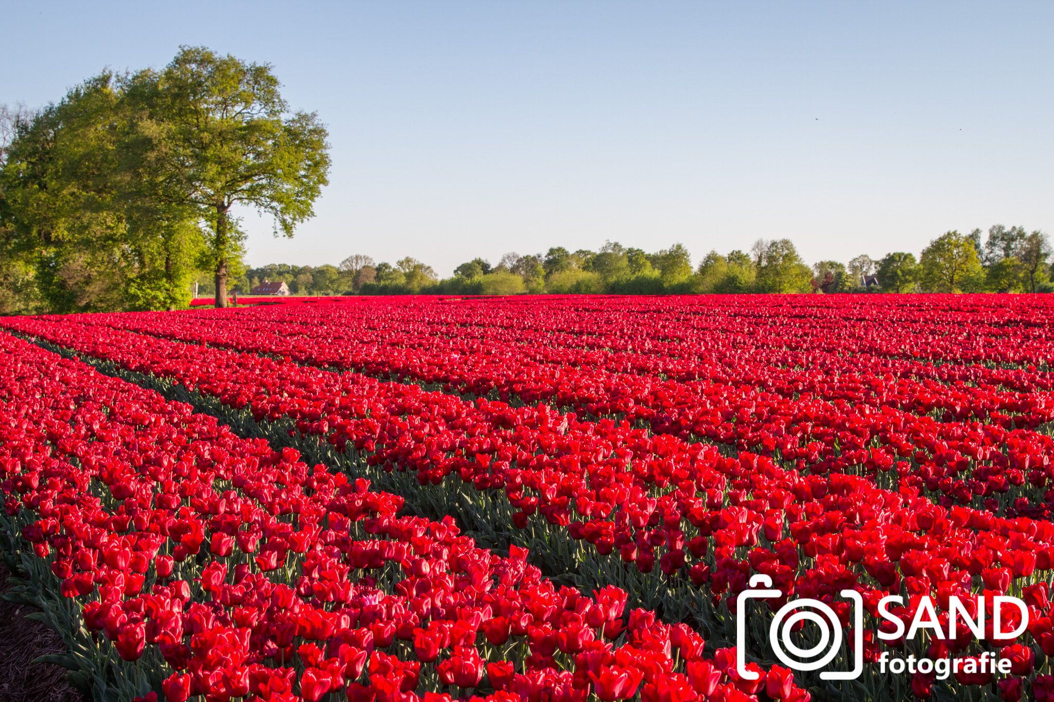 Tulpenvelden Tubbergen Sand Fotografie