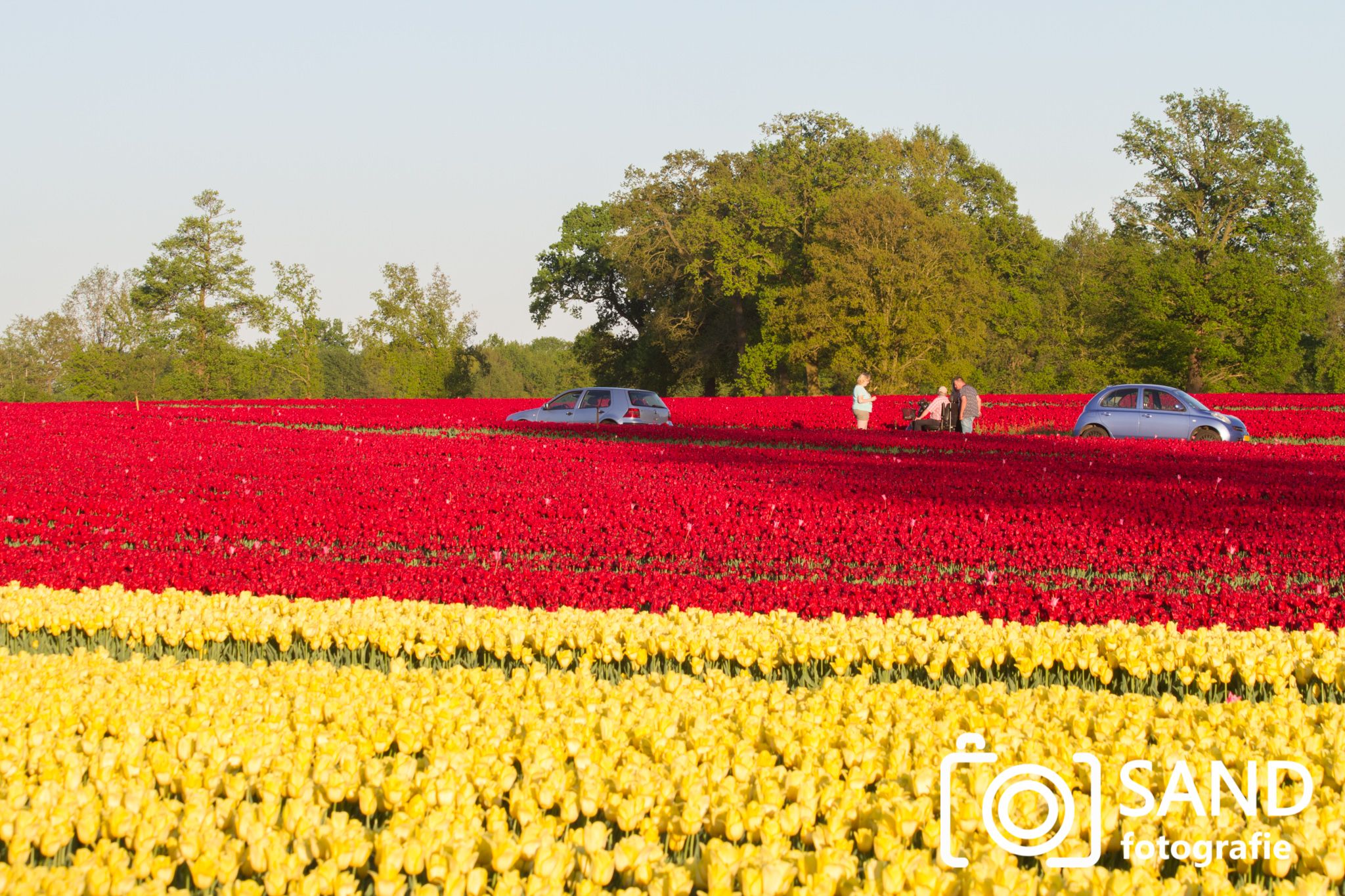 Tulpenvelden Tubbergen Sand Fotografie