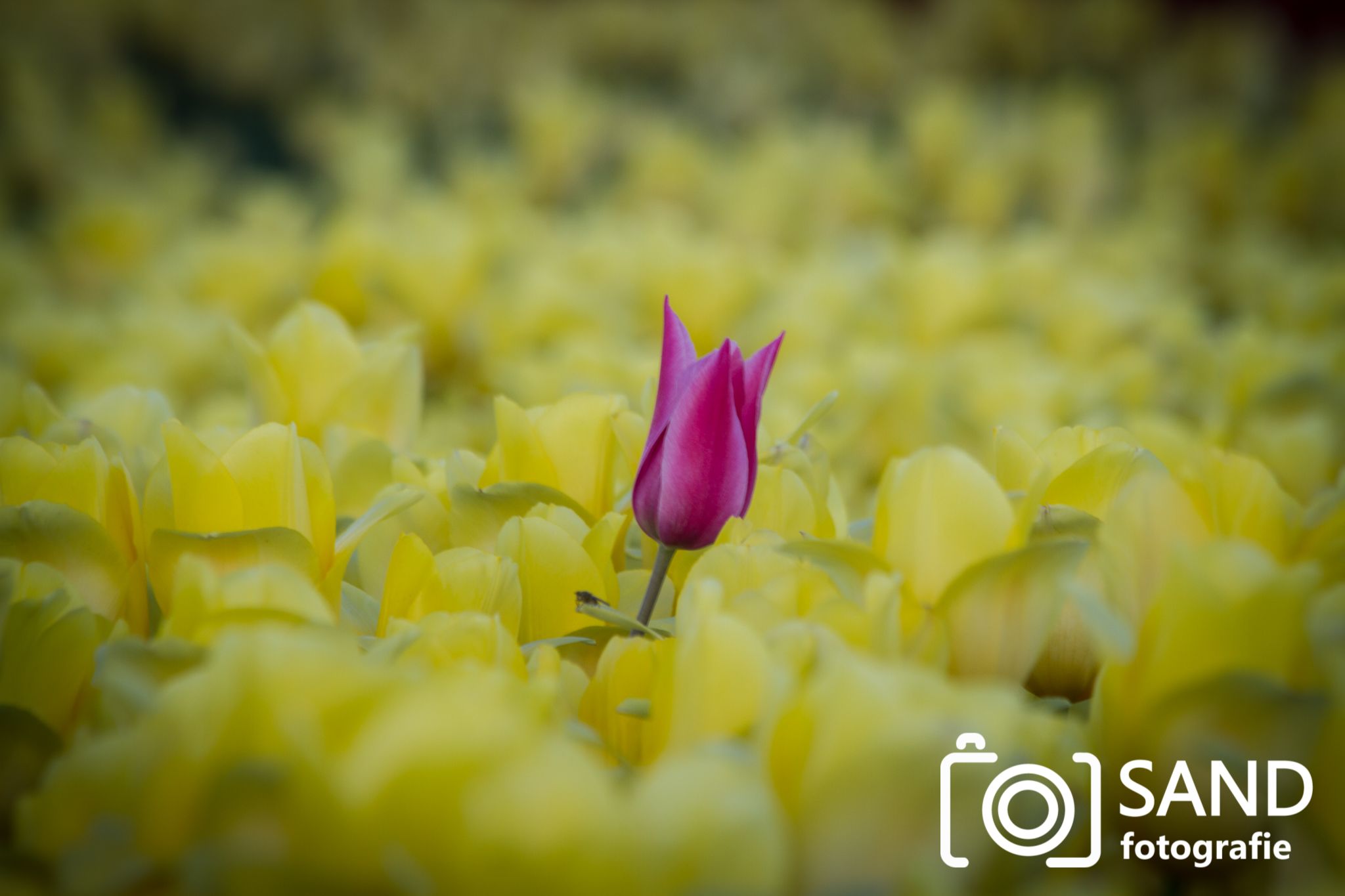 Tulpenvelden Tubbergen Sand Fotografie