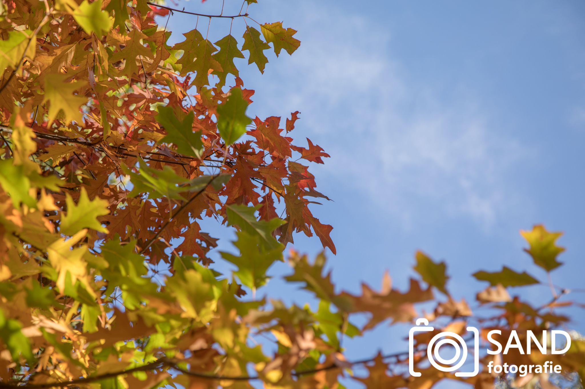 Herfst 2018 Sand Fotografie