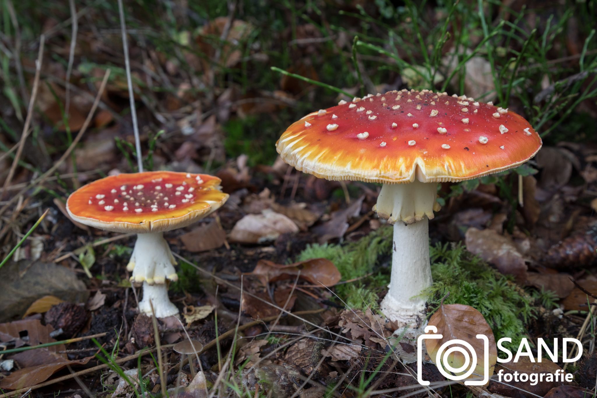 Paddenstoelen in het Springendal in Vasse 2019 mmv Sand Fotografie