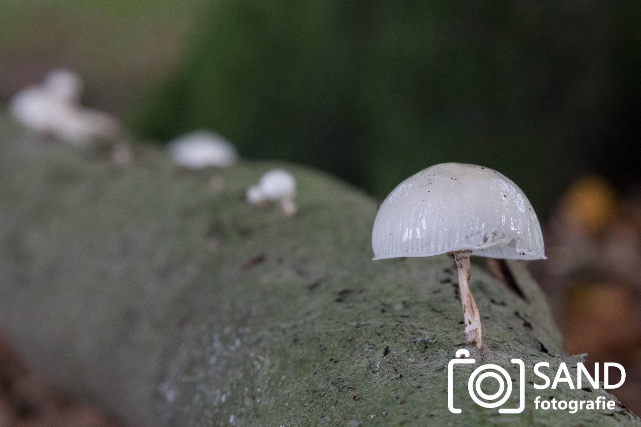 Paddenstoelen in het Springendal in Vasse 2019 mmv Sand Fotografie