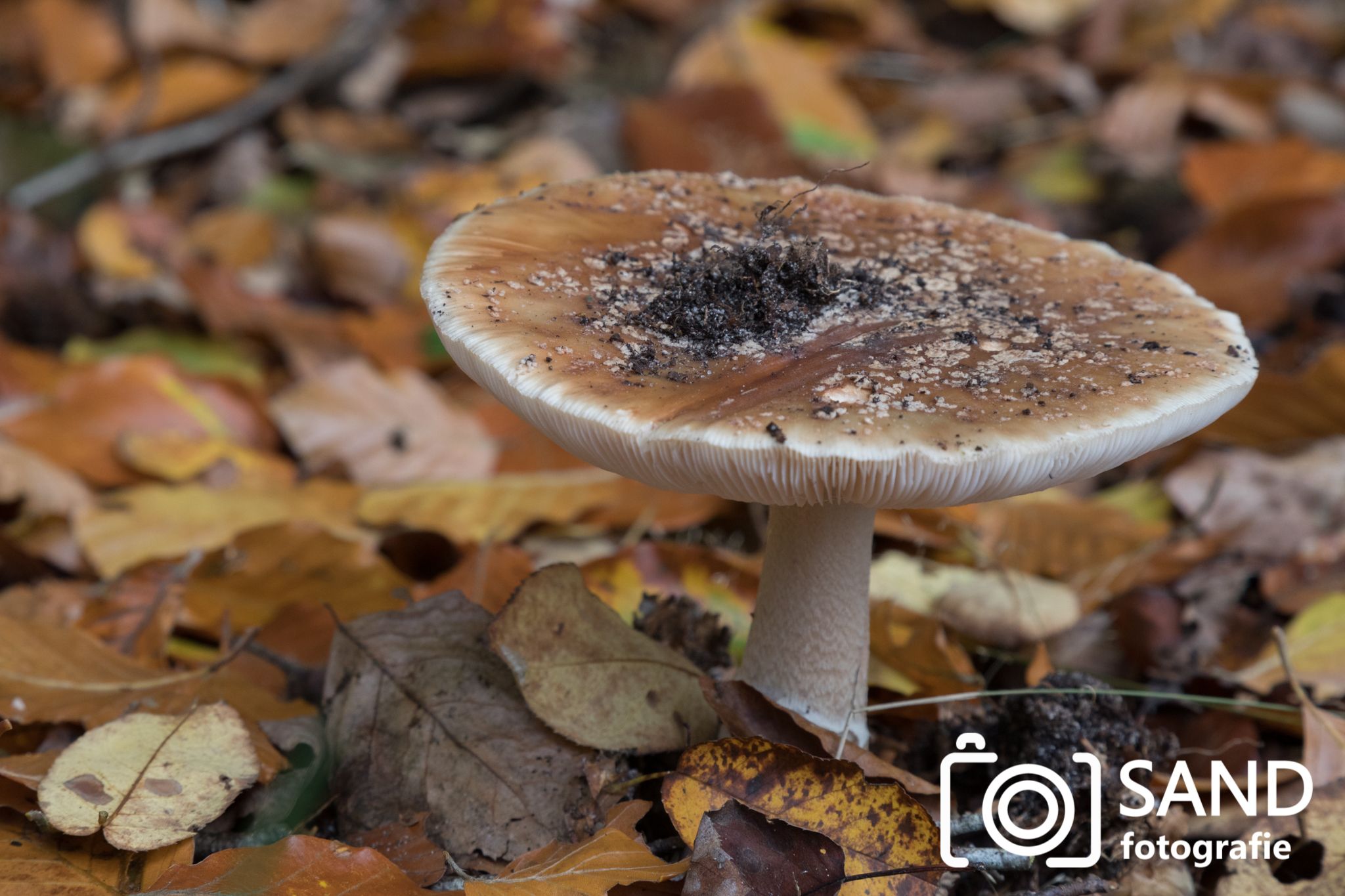 Paddenstoelen in het Springendal in Vasse 2019 mmv Sand Fotografie