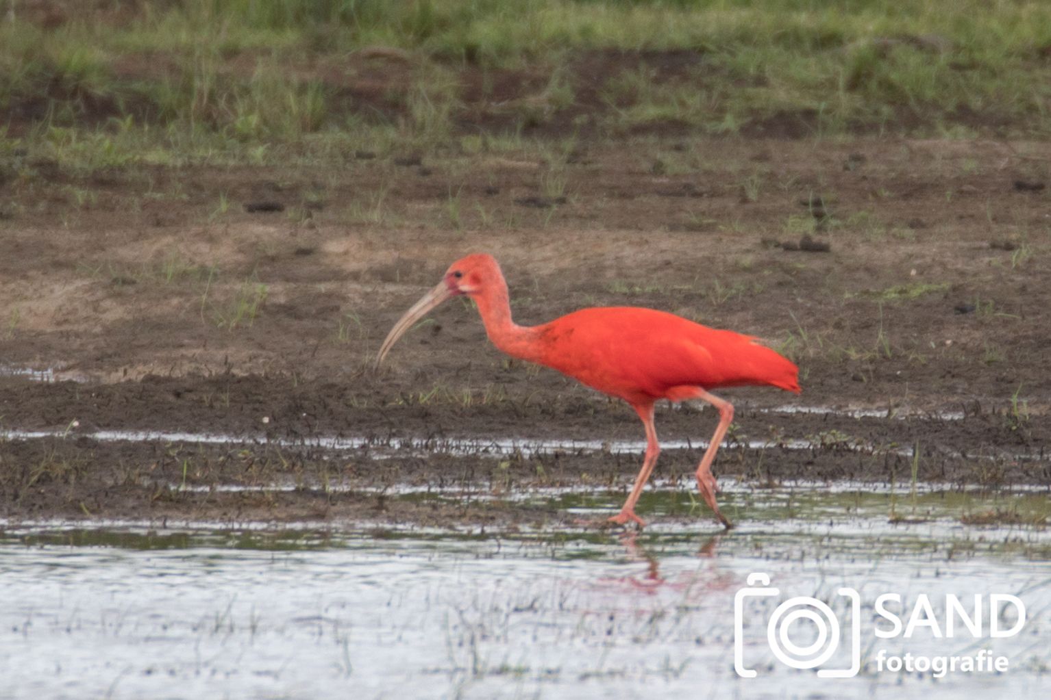 Rode ibissen en andere dieren op de Zunasche Heide bij Rijssen Sand Fotografie